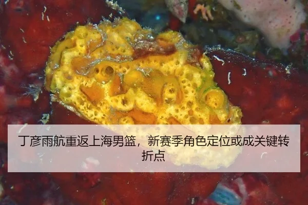 丁彦雨航重返上海男篮，新赛季角色定位或成关键转折点